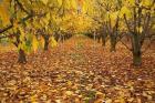 Orchard, Roxburgh, Central Otago, South Island, New Zealand