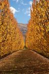 Autumn, Orchard, Roxburgh, South Island, New Zealand