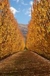 Autumn, Orchard, Roxburgh, South Island, New Zealand