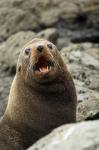 Fur Seal, Kaikoura Coast, South Island, New Zealand