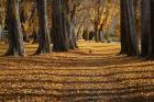 Poplar Trees in Autumn, Lake Wanaka, Otago, South Island, New Zealand