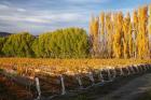 Silver Tussock Vineyard, Central Otago, South Island, New Zealand