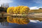 Autumn Vineyard, Bannockburn Inlet, Lake Dunstan, Central Otago, South Island, New Zealand