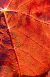 Autumn leaf, Domain Road Vineyard, South Island, New Zealand