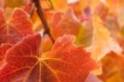 Vine leaves, Domain Road Vineyard, South Island, New Zealand