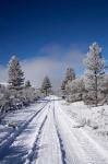 Winter Pine Trees, Cambrians, South Island, New Zealand