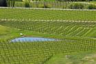 Felton Road Vineyard, South Island, New Zealand