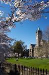 Spring, Clock Tower, Dunedin, South Island, New Zealand (vertical)