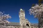 Spring, Clock Tower, Dunedin, South Island, New Zealand (horizontal)