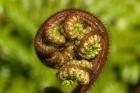 Ponga Tree Fern Frond, South Island, New Zealand