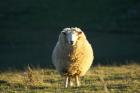 Sheep, Farm animal, Dunedin, South Island, New Zealand