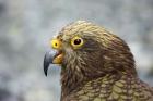 Kea, Alpine Parrot, Tropical Bird, New Zealand