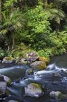 New Zealand, Hatea River, Whangarei Falls, Northland