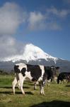 Dairy Cows, Farm animals, Taranaki, New Zealand