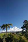 Punga, Taranaki Mountain, North Island, New Zealand