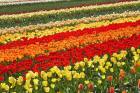 Tulip Fields, West Otago, South Island, New Zealand