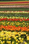 Tulip flowers, West Otago, South Island, New Zealand