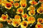 Close up of Tulips, West Otago, South Island, New Zealand