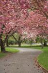 Path in Spring Blossom, Ashburton Domain, New Zealand