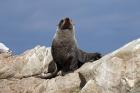 Fur Seal, Kaikoura Coast, South Island, New Zealand