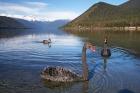 New Zealand, South Island, Nelson Lakes, Black Swan birds