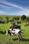 New Zealand, North Island, Dairy Cows, Farm animal