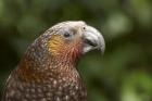 Kaka, Tropical Bird, Karori Sanctuary, New Zealand