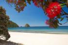 Pohutukawa Tree in Bloom and New Chums Beach, North Island, New Zealand