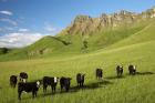 Cows and farmland below Te Mata Peak, Hawkes Bay, North Island, New Zealand