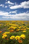 Wildflowers, Marine Parade, Napier Waterfront, Hawkes Bay, North Island, New Zealand