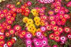 Colourful Flowers, Marine Parade, Napier, Hawkes Bay, North Island, New Zealand