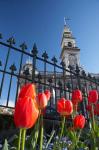 Red Tulips & Municipal Chambers Clock Tower, Octagon, South Island, New Zealand