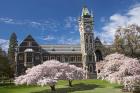 Clock Tower, Historical Registry Building and Spring Blossom, University of Otago, South Island, New Zealand