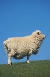 Sheep, Farm animal, Scroggs Hill, So Island, New Zealand
