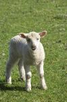 Lamb, Farm animal, Otago, South Island, New Zealand