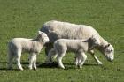 Sheep and Lambs, near Dunedin, Otago, South Island, New Zealand