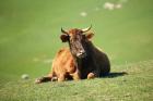 Cow, Farm Animal, Dunedin, South Island, New Zealand