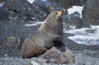 Fur Seal, Ngawi, Wairarapa, North Island, New Zealand