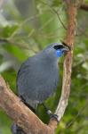 Kokako bird, Wairarapa, North Island, New Zealand