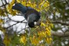 Tui bird, Kowhai Tree, North Island, New Zealand