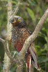 Kaka, Tropical Bird, Pukaha Mount Bruce, New Zealand