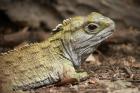 Tuatara, lizard, Pukaha Mount Bruce Wildlife, New Zealand