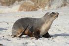 New Zealand Sea Lion Pup, Sandfly Bay, Dunedin