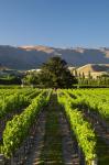 Wooing Tree Vineyard, Cromwell, Central Otago, South Island, New Zealand