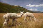 Alpacas by Gibbston River Trail, Gibbston Valley, Southern Lakes District, South Island, New Zealand