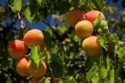 Agriculture, Apricot orchard, South Island, New Zealand