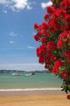 Pohutukawa tree, beach, Paihia, North Island, New Zealand