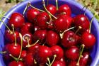 Bucket of cherries, Cromwell, Central Otago, South Island, New Zealand