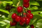 Cherry Orchard, Cromwell, Central Otago, South Island, New Zealand