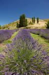 Lavender Farm, near Cromwell, Central Otago, South Island, New Zealand (vertical)